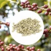 1kg - Café Vert Bio Sueno - Région Altura - Mexique - Décaféiné à L'eau -Café Soldes Boutique alturamexique