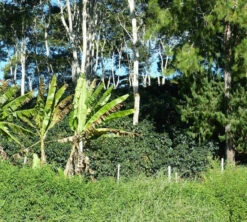 250 G- Café En Grain Coopchebi - LE PIANTAGIONI DEL CAFFE 10 250 G- Café En Grain Coopchebi - LE PIANTAGIONI DEL CAFFE -Café Soldes Boutique cafeengrainlpdcaltopalomar2