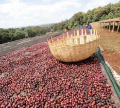 250 G- Café En Grain Dambi Uddo - LE PIANTAGIONI DEL CAFFE -Café Soldes Boutique cafeengrainlpdcdambiuddo2