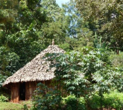 250 G- Café En Grain Dambi Uddo - LE PIANTAGIONI DEL CAFFE -Café Soldes Boutique cafeengrainlpdcdambiuddo3